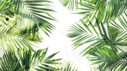 Green palm leaves close up on white background panoramic view