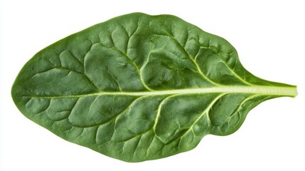 Obraz premium Spinach leaf with a clean slice through the center, showcasing the detailed veining and lush green hue. Crisp and fresh, set against white