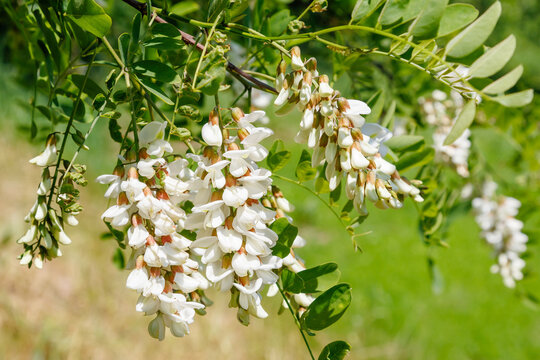 Beautiful white flowers of black locust Robinia pseudoacacia, bloosoming acacia tree with flowers in form of clusters.