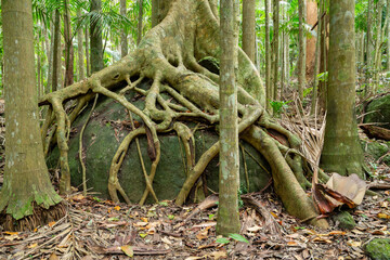 roots of a tree in the rainforest 
