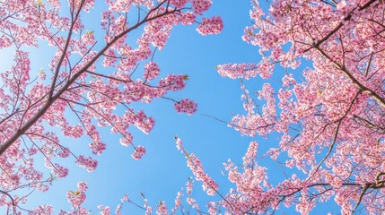 Fototapeta premium Cherry Blossoms Under a Bright Sky