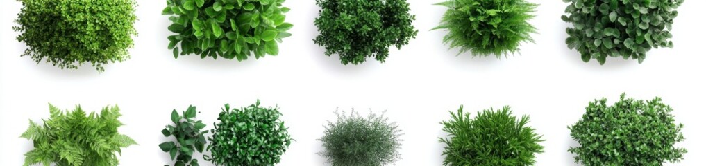 Obraz premium Aerial View of Diverse Decorative Green Shrubs and Bush Plants Isolated on White Background: Creative Botanical Pattern for Advertising and Marketing. Ideal for Landscape Design, Garden Planning, and 