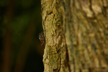 Obraz premium 真夏の公園の森にいる蝉の様子