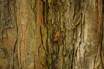 真夏の公園の森にある蝉の殻の風景