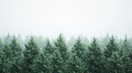 Fototapeta premium Misty Forest with Pine Trees