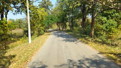 road in the forest