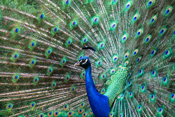 Peacock with feathers out