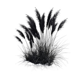 Fototapeta premium Lush Botanical Grass with Feathery Plumes in Black and White - Nature's Elegance Captured in Monochrome
