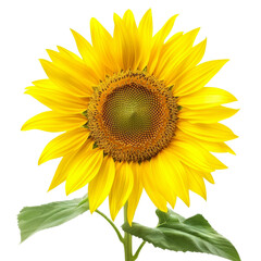 Obraz premium Bright and Vibrant Sunflower Close-Up with Detailed Petals and Green Leaves Isolated on White Background