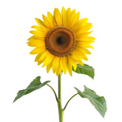 Fototapeta premium Bright Yellow Sunflower Isolated on White Background with Green Leaves - Perfect for Botanical and Nature-Themed Projects