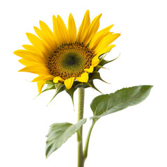 Obraz premium Bright Yellow Sunflower Isolated on White Background - Vibrant Botanical Nature Photography for Floral and Garden Themes