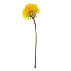 Fototapeta premium Bright Yellow Dandelion Flower on Isolated White Background - Botanical Nature Photography for Stock Use