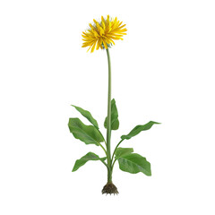 Fototapeta premium Vibrant Yellow Dandelion Flower with Green Leaves and Roots Isolated on White Background - Botanical Illustration