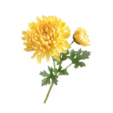 Beautiful Yellow Chrysanthemum Flower with Bud and Green Leaves Isolated on White Background