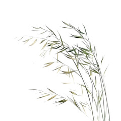 Delicate Botanical Plant with Thin Stems and Leaves on Black Background - Nature, Flora, and Greenery