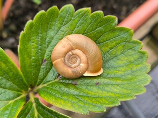 Caracol en hoja