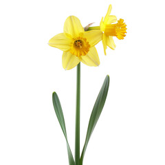 Beautiful Yellow Daffodil Flower Botanical Isolated on White Background - Perfect for Spring and Nature-Themed Designs