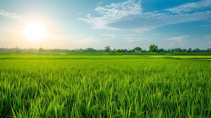 Fototapeta premium Lush Green Rice Field with Clear Blue Sky,Idyllic Agricultural Landscape