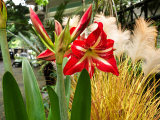 Alliaceae is originally from Mexico and Argentina in the Americas, and is now widely cultivated in...