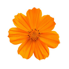 Vibrant Orange Flower in Full Bloom - Stunning Botanical Beauty for Nature and Garden Enthusiasts