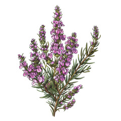 Obraz premium Beautiful Botanical Illustration of a Flower with Delicate Pink Blossoms and Green Foliage, Perfect for Nature and Garden Enthusiasts