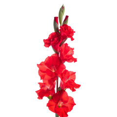Fototapeta premium Stunning Red Gladiolus Flower Isolated on Black Background - Vibrant Botanical Beauty for Floral and Nature Photography