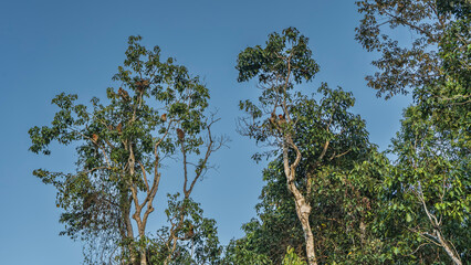 Many Proboscis long-nosed monkeys are perched high in the treetops. Animals Nasalis larvatus endemic to Borneo on branches among green foliage against a blue sky background. Malaysia.