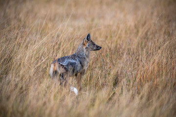 The side-striped jackal, is a canine native to central and southern Africa. The side-striped jackal primarily dwells in woodland and scrub areas