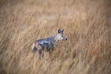 The side-striped jackal, is a canine native to central and southern Africa. The side-striped jackal primarily dwells in woodland and scrub areas