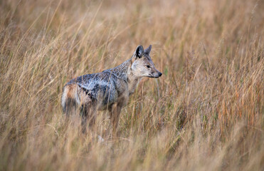 The side-striped jackal, is a canine native to central and southern Africa. The side-striped jackal primarily dwells in woodland and scrub areas