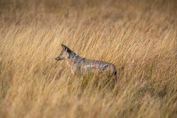 The side-striped jackal, is a canine native to central and southern Africa. The side-striped jackal primarily dwells in woodland and scrub areas