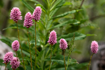 Pink wildflowers blooming in green meadow.