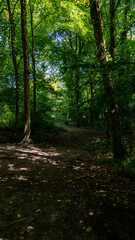 Naklejka premium Beautiful sun shining through trees on path leading into forest