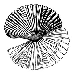 Obraz premium Shell. Black and white line art. Abstract shape. Summer pattern . Generated by Ai