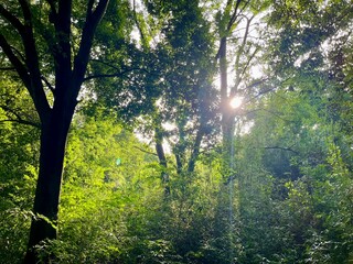sun rays in the forest