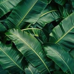 Banana Leaf Backgrounds