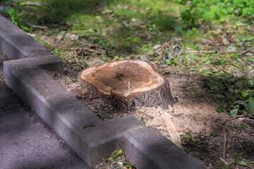 remnants of nature stand out against the urban landscape tree stump punctuates the pavement,...