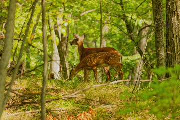 The white-tailed deer or Virginia deer (Odocoileus virginianus) Natural scene from  Wisconsin state forest.