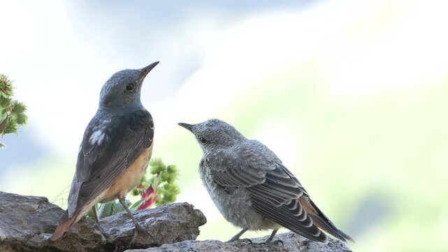 Monticola saxatilis, redstart codirossone	