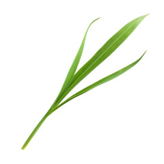 Close-Up of Fresh Green Bamboo Leaves Isolated on White Background