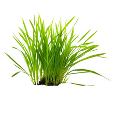 Fresh Green Grass Isolated on White Background, Perfect for Nature and Gardening Themes, High-Quality Stock Photo