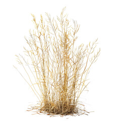 Fototapeta premium Golden Dry Grass Isolated on White Background - Natural Plant Texture for Design and Decoration
