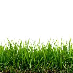 Fototapeta premium Close-Up of Fresh Green Grass Blades Isolated on Black Background for Nature and Gardening Themes