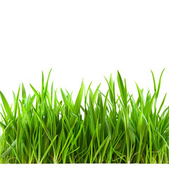 Obraz premium Fresh Green Grass Blades Isolated on White Background with Clipping Path for Nature and Gardening Concepts