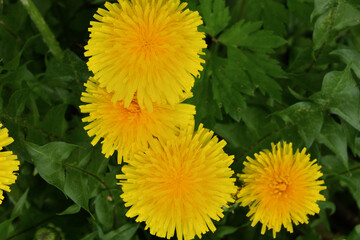 Macro of a yellow blooming dandelion flower on a green meadow