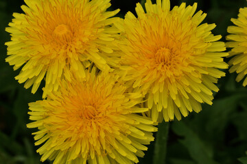 Macro of a yellow blooming dandelion flower on a green meadow