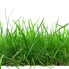 Lush Green Grass Blades Isolated on White Background for Nature and Landscaping Projects