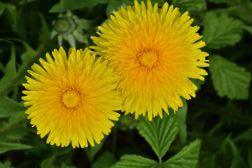 A view of a blooming yellow dandelion flower  on a meadow in spring