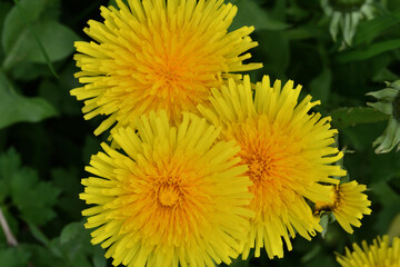 A view of a blooming yellow dandelion flower  on a meadow in spring