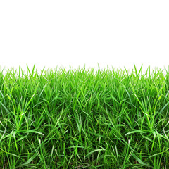 Fototapeta premium Lush Green Grass Field Against Black Background - Perfect for Nature and Outdoor Themes